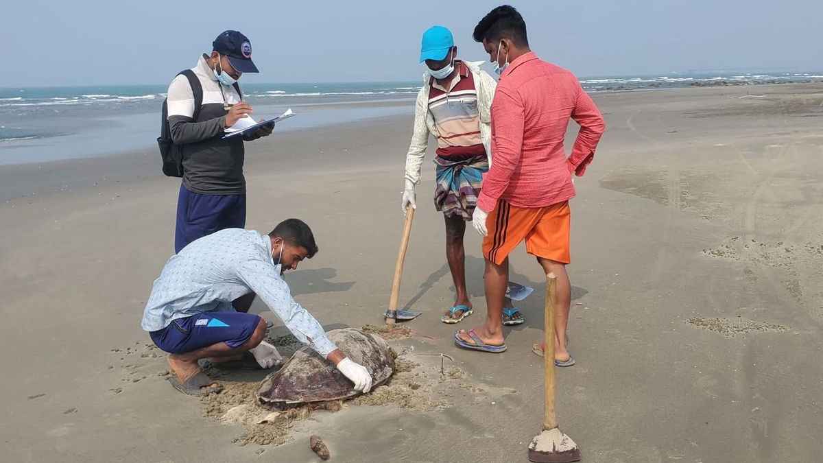 কক্সবাজার সমুদ্র উপকূলে মিললো ৭০ মৃত কাছিম
